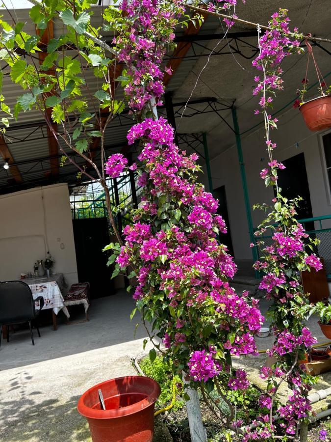 Na Shapsug Guest House Gagra Kültér fotó